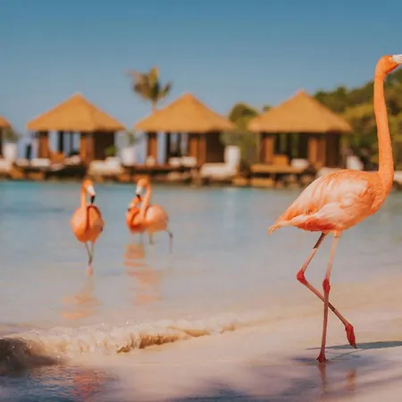 Renaissance Wind Creek Aruba Resort-3